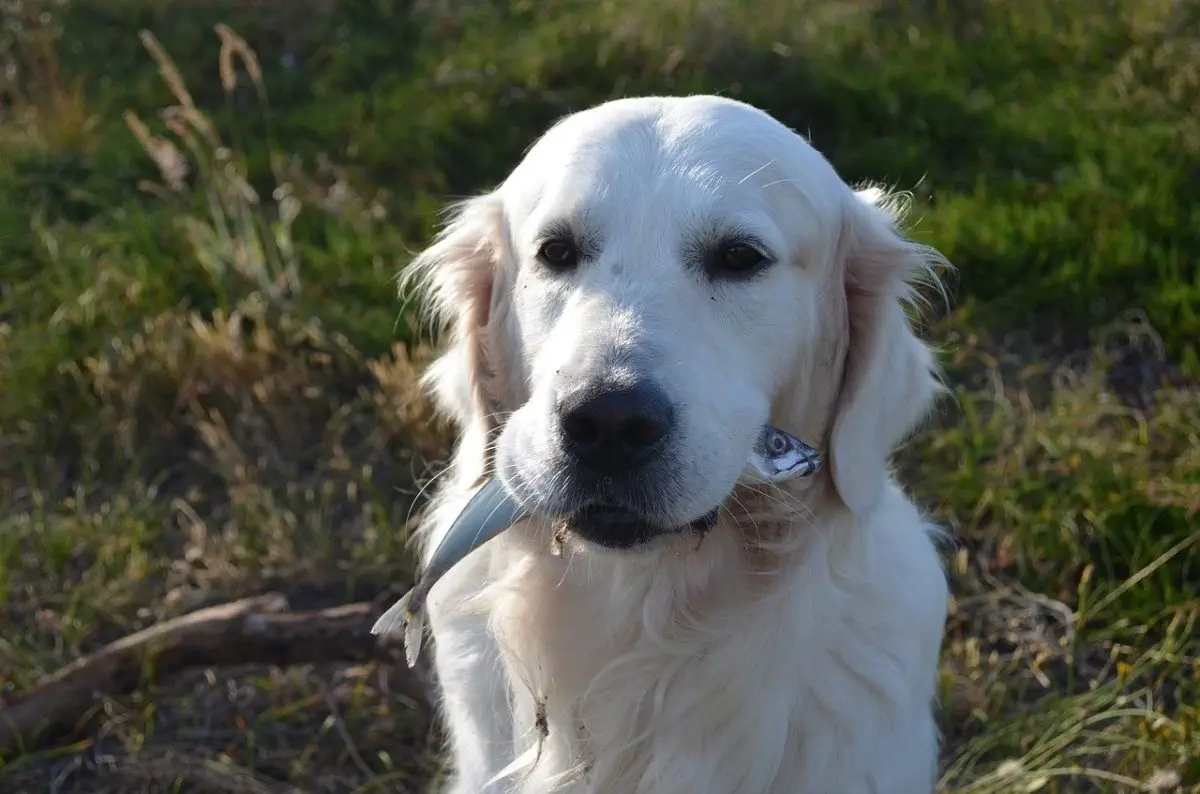 Dürfen Hunde Fisch fressen? - hunde-training-online.de