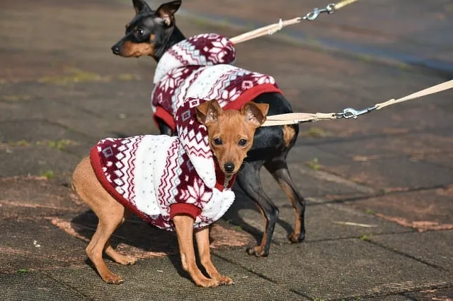 Miniatur Pinscher