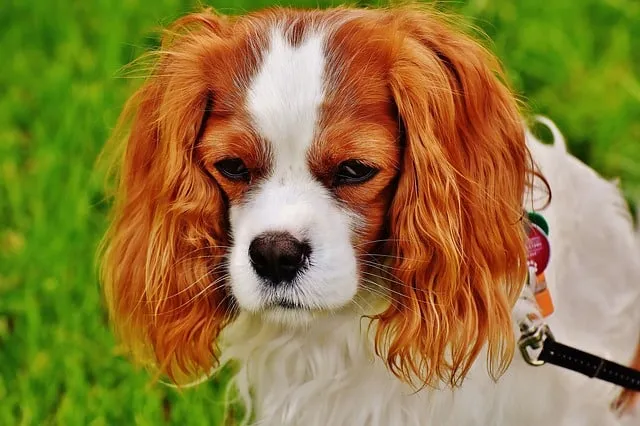 Cavalier King