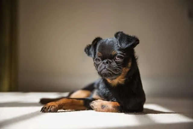 Brüsseler Griffon