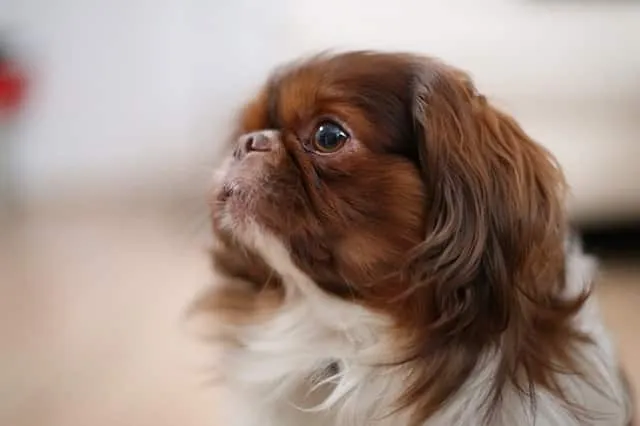 Pekinese